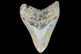 Fossil Megalodon Tooth - Visible Serrations #109012-1